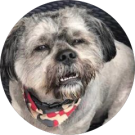 Clyde Trotty Avatar