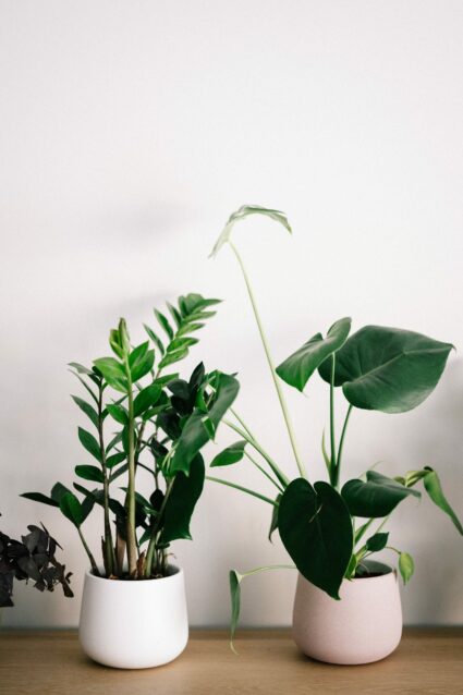 air plants